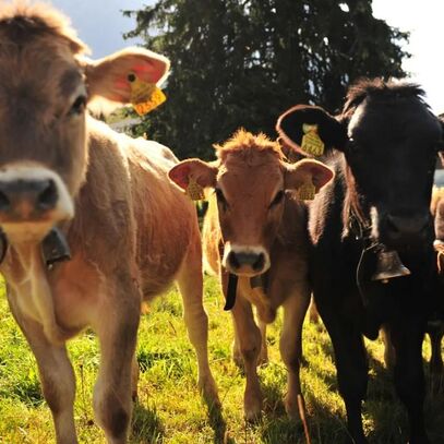 Kalber in Lenzerheide | © Ferienregion Lenzerheide