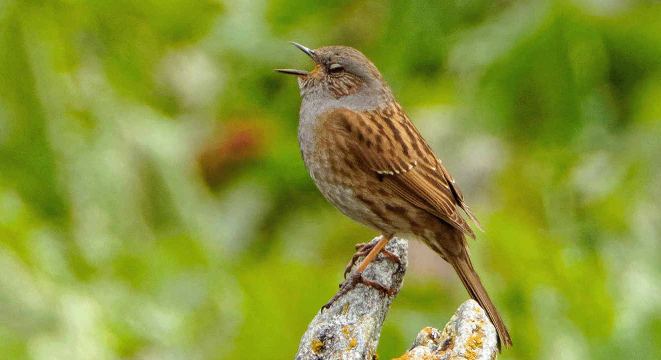 Quitschen, brüllen, pfeifen Quitschen, brüllen, pfeifen