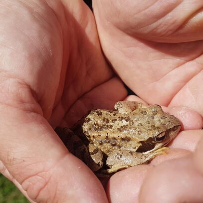 frosch