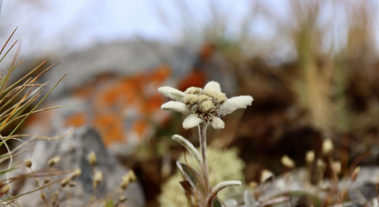 bergblume | © Beat Caduff