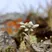 bergblume | © Beat Caduff