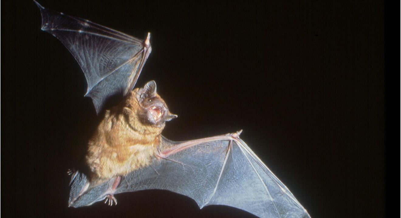 Nyctalus noctula, grosser Abendsegler | © www.fledermausschutz.ch