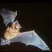 Nyctalus noctula, grosser Abendsegler | © www.fledermausschutz.ch