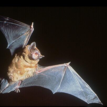 Nyctalus noctula, grosser Abendsegler | © www.fledermausschutz.ch