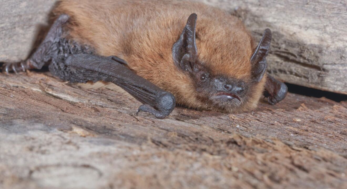 Pipistrellus pipistrellus, Zwergfledermaus (höchst | © www.fledermausschutz.ch