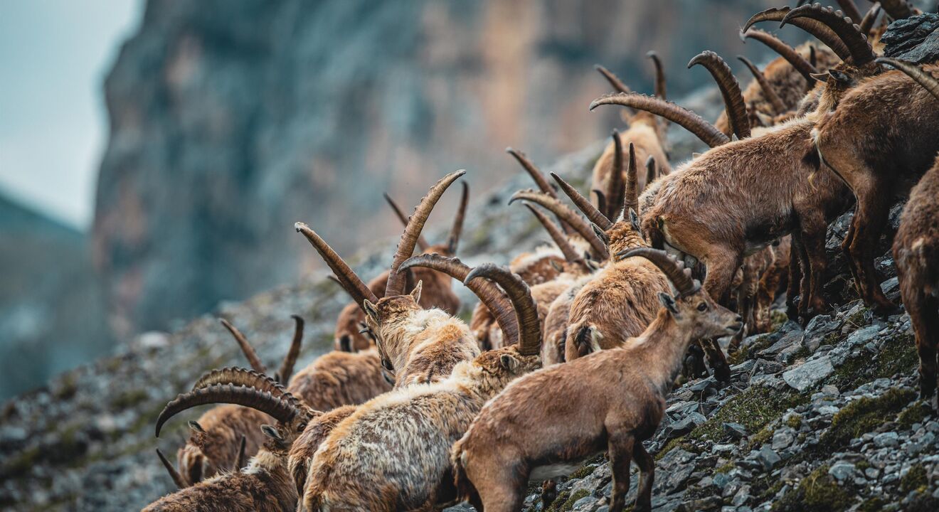 steinboecke | © Veit Fritz