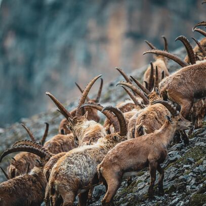 steinboecke | © Veit Fritz