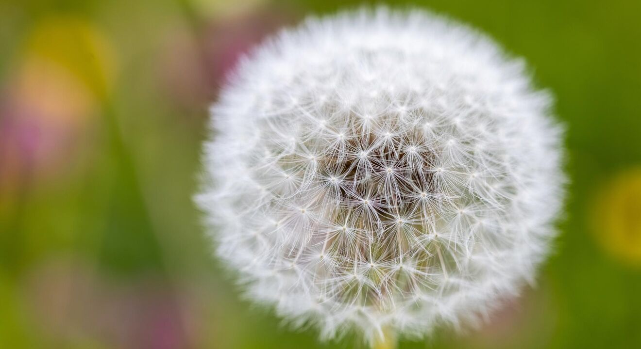 blume | © Nina Homberger