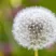 blume | © Nina Homberger