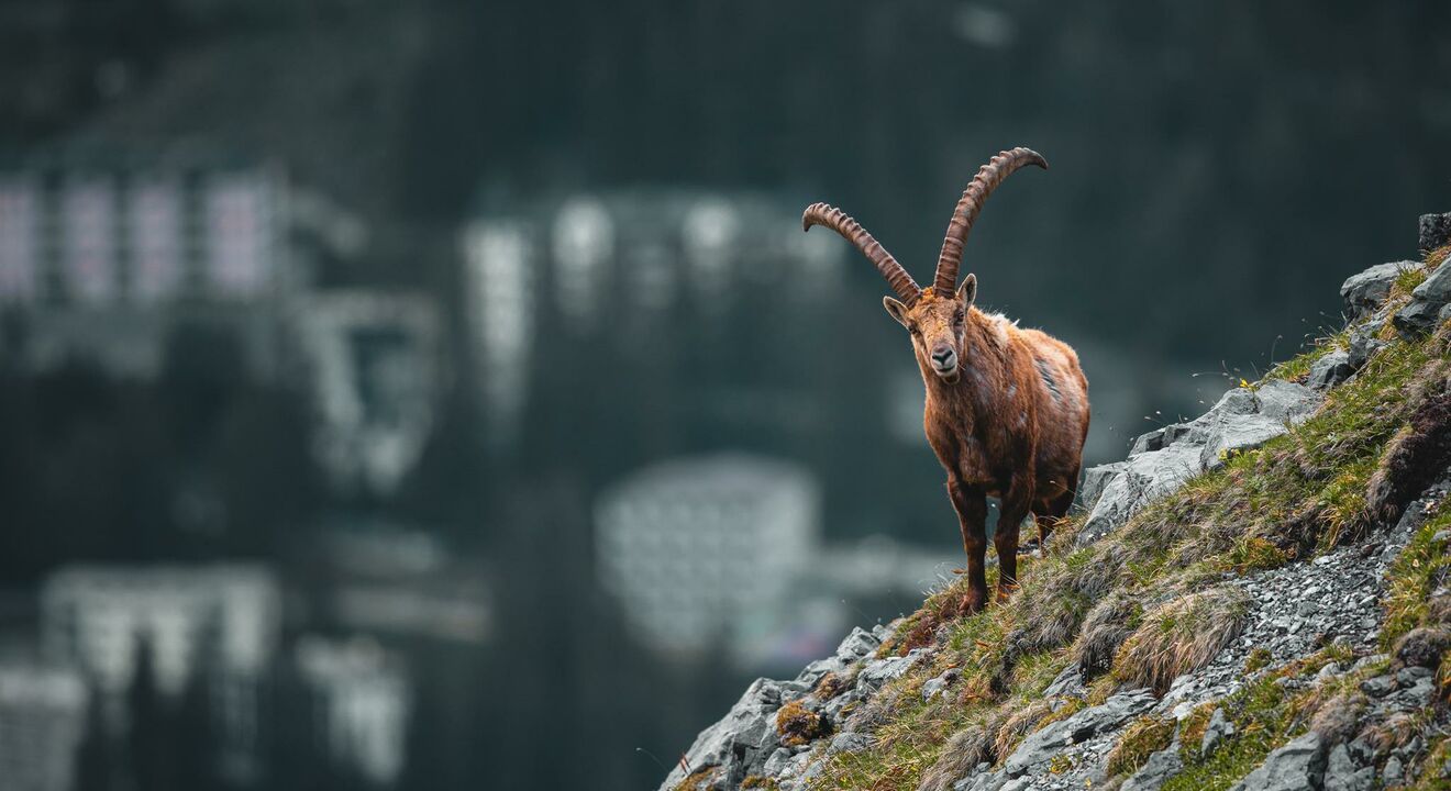 Steinbock | © by Veit Fritz