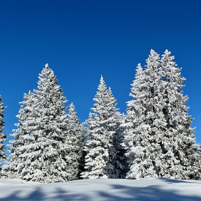 winterlandschaft | © Katharina Trachsler