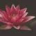 Blume