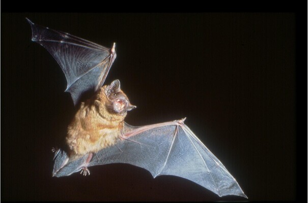 fledermaus