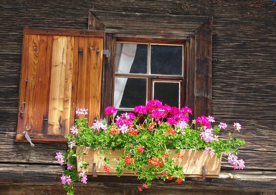 Blumenpracht